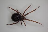 Steatoda grossa