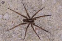 Hogna radiata