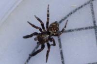 Pseudeuophrys erratica