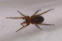 Eratigena agrestis