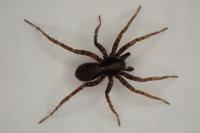 Pardosa