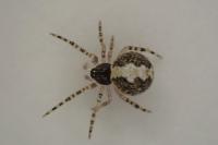 Theridion