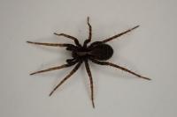 Pardosa