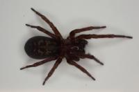 Amaurobius