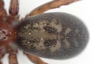 Amaurobius