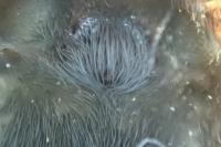 Amaurobius