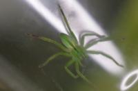 Micrommata ligurina