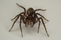 Oxyopes