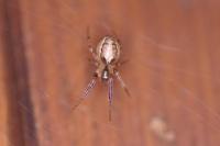 Zygiella x-notata