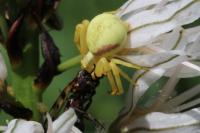 Misumena vatia