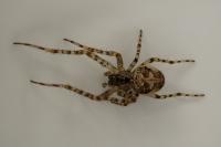Metellina merianae