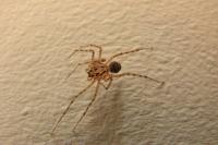 Scytodes thoracica
