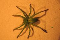 Micrommata ligurina