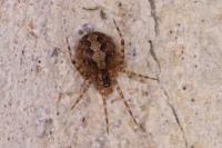 Theridion
