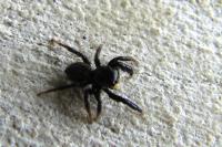 Pseudeuophrys