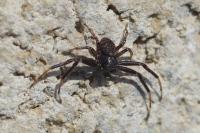 Xysticus
