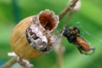 Larinioides