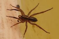 Trochosa