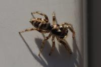 Salticus scenicus