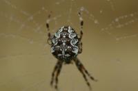 Araneus diadematus