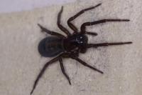 Amaurobius