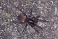 Haplodrassus