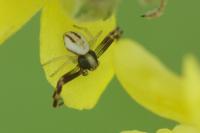 Misumena vatia