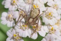 Philodromus dispar