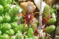 Dysdera