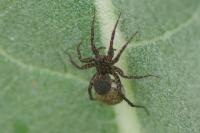 Pardosa