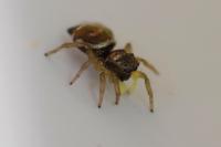 Heliophanus