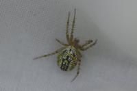 Mangora acalypha