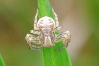 Xysticus