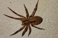 Zoropsis spinimana