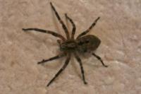 Zoropsis spinimana