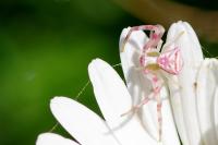 Thomisus onustus