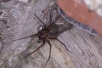 Eratigena
