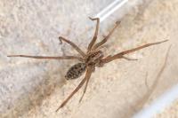 Eratigena