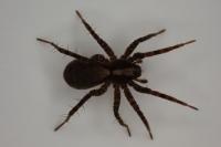 Pardosa