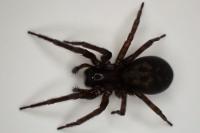 Amaurobius