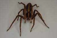 Pisaura mirabilis