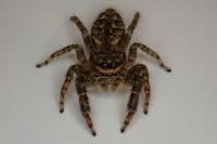 Marpissa muscosa