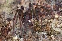 Amaurobius ferox