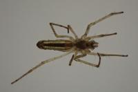 Tetragnatha