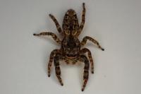 Marpissa muscosa