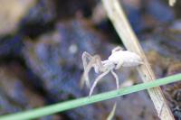 Uloborus walckenaerius