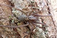 Eratigena