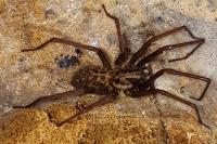 Eratigena