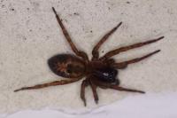 Amaurobius
