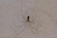 Pholcus phalangioides